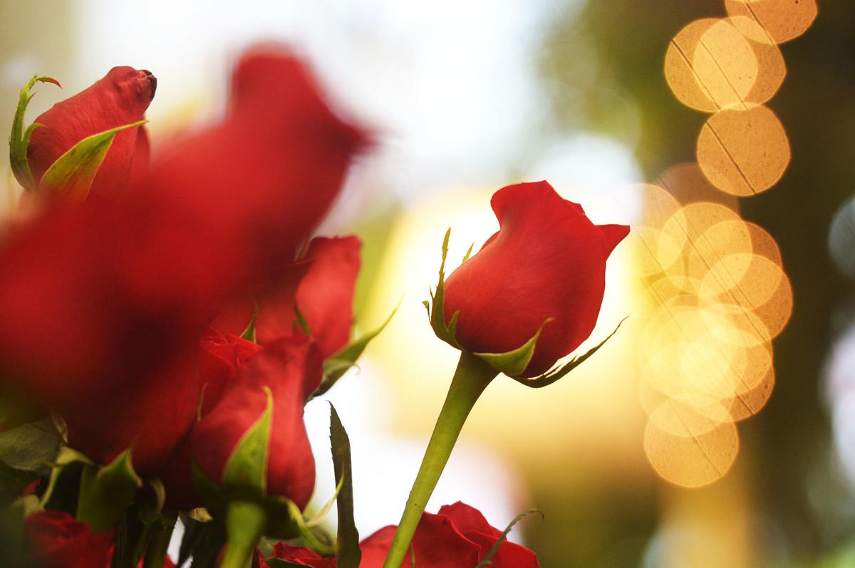 Royer S Flowers Harrisburg Pennsylvania Best Flower Site