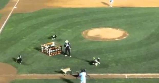 VIDEO: Cowboy Monkey Rodeo