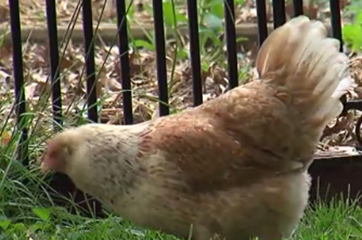 Camp Hill upholds chicken coop restrictions