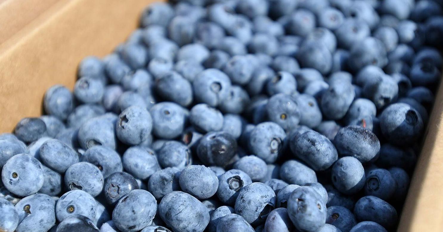 Big Blues: Carlisle Kiwanis Club completes annual blueberry fundraiser - Vimarsana News