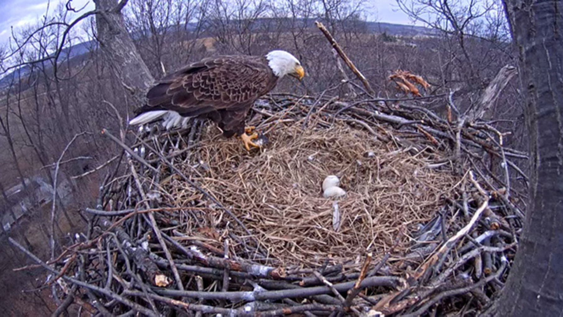 hanover live bald eagle cam
