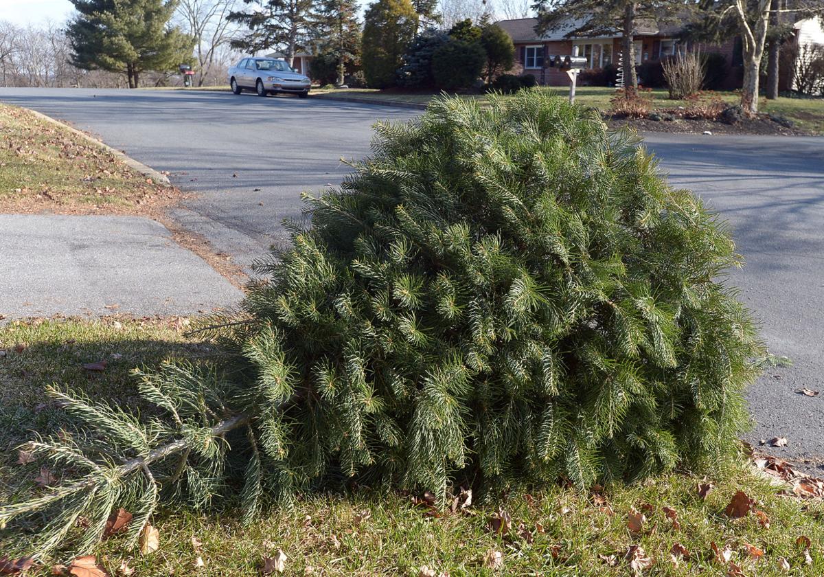 municipalities prepare for christmas tree pick up the municipalities prepare for christmas tree pick up the