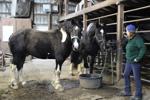 Inside Look: Benchfield Farms houses draft horses featured at area shows, events