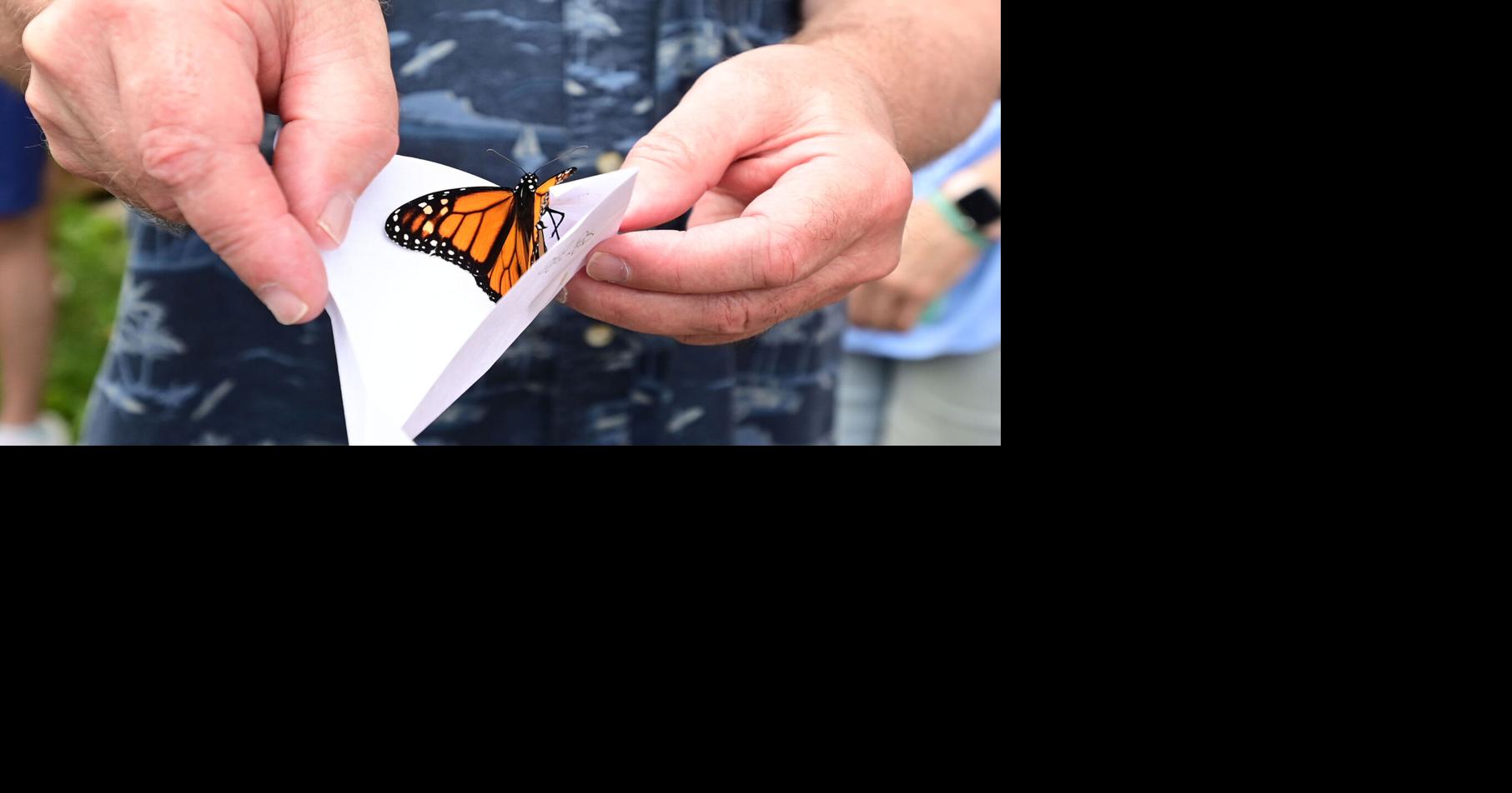 Ashcombe Farm and Greenhouses Butterfly Day