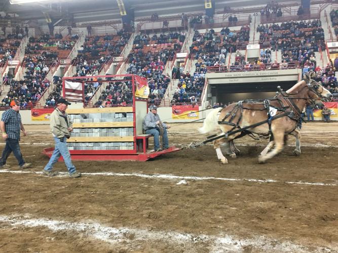 Fatherson teams take first and second place in horse pulls at