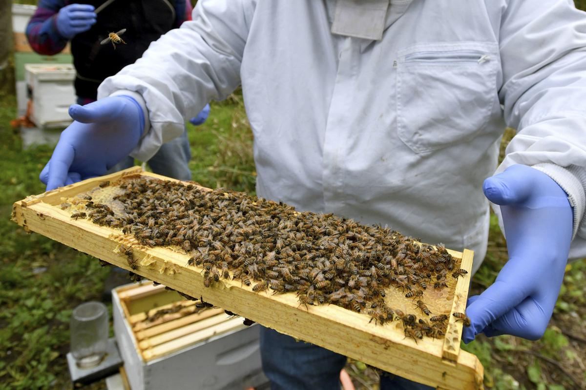 Dying Bees