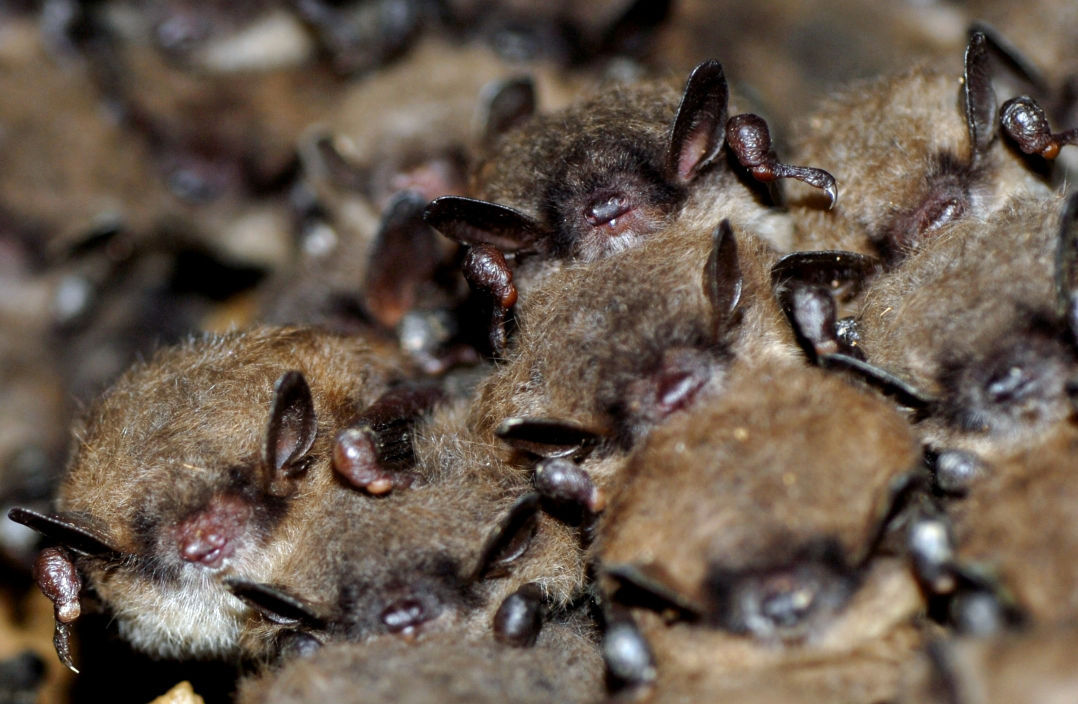 bats hibernate