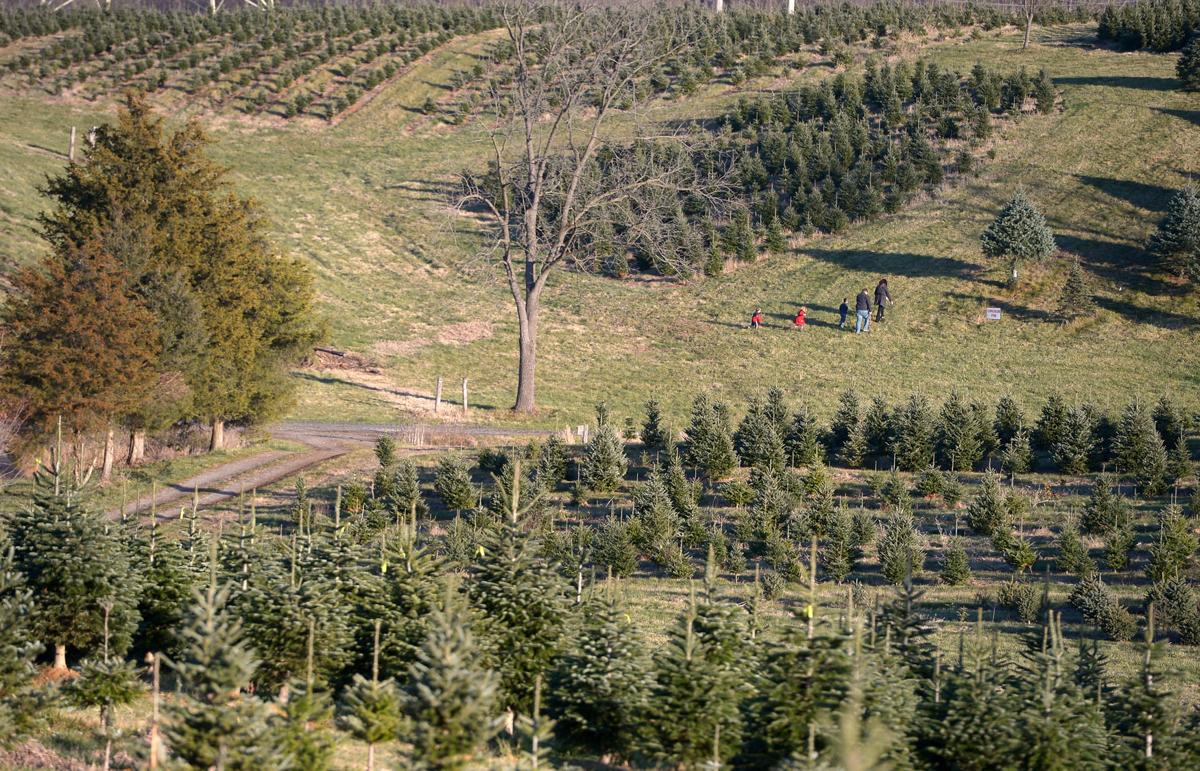 Life On A Christmas Tree Farm Has Its Seasonal Ups And Downs Closer Look Cumberlink Com