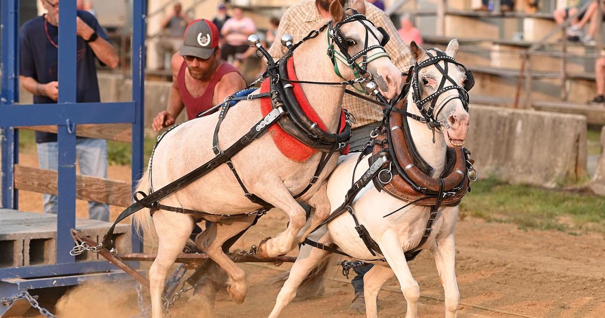 Mini Draft Photos: Cumberland Ag Expo Mini Draft Horse Pulls