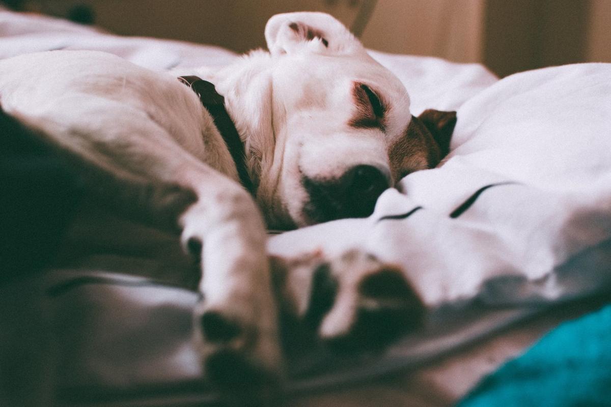 Dog Arthritis