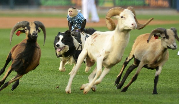 Monkey Business: Cowboy monkeys to entertain crowd at Thursday's