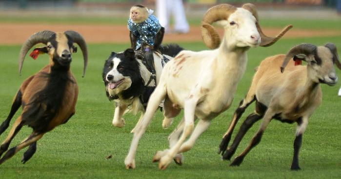 Gallery: Cowboy Monkey Rodeo