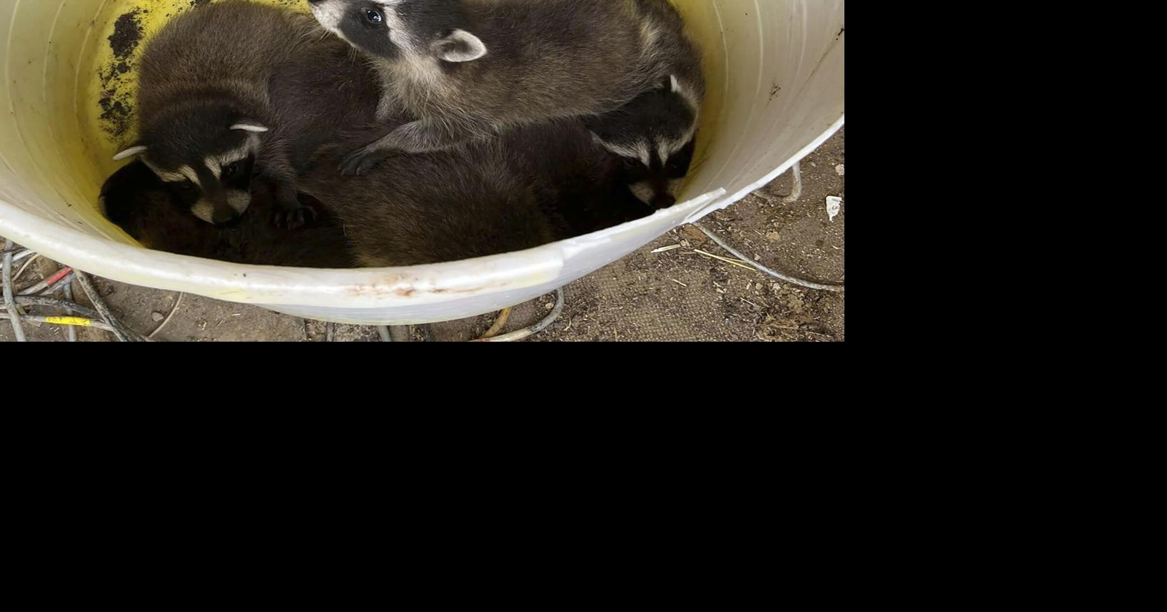 Abandoned baby raccoons saved by Utah demolition crew