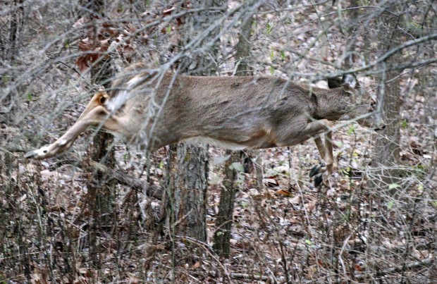 Diseases and Parasites of Maryland Deer