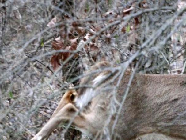 Central Pennsylvania Deer Hunters Divided On Blue Law The Sentinel News Cumberlink Com