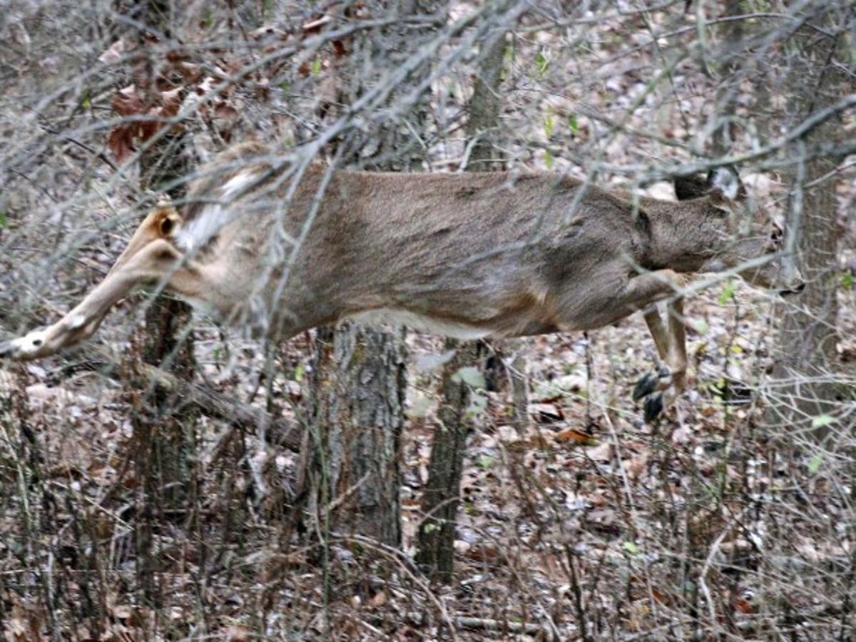 Central Pennsylvania Deer Hunters Divided On Blue Law The Sentinel News Cumberlink Com