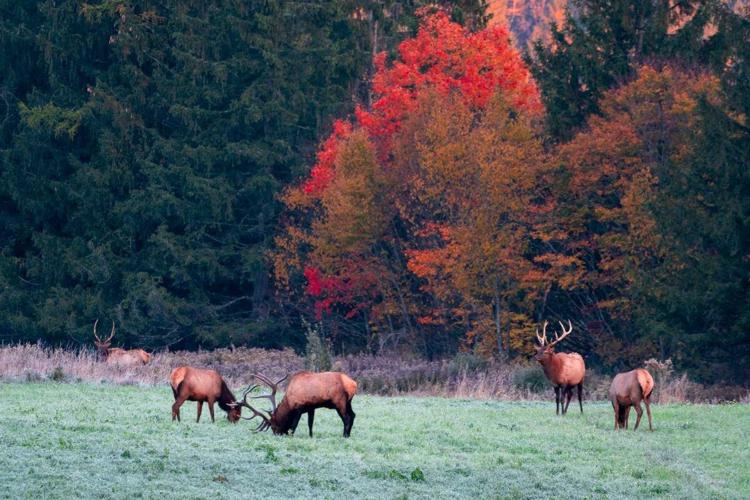 Best Places to See Elk in PA