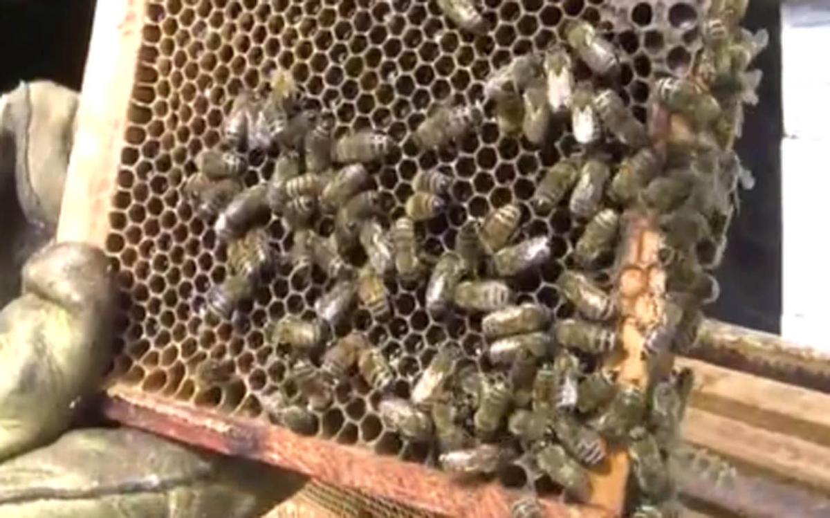 Seasoned beekeepers helping new brood