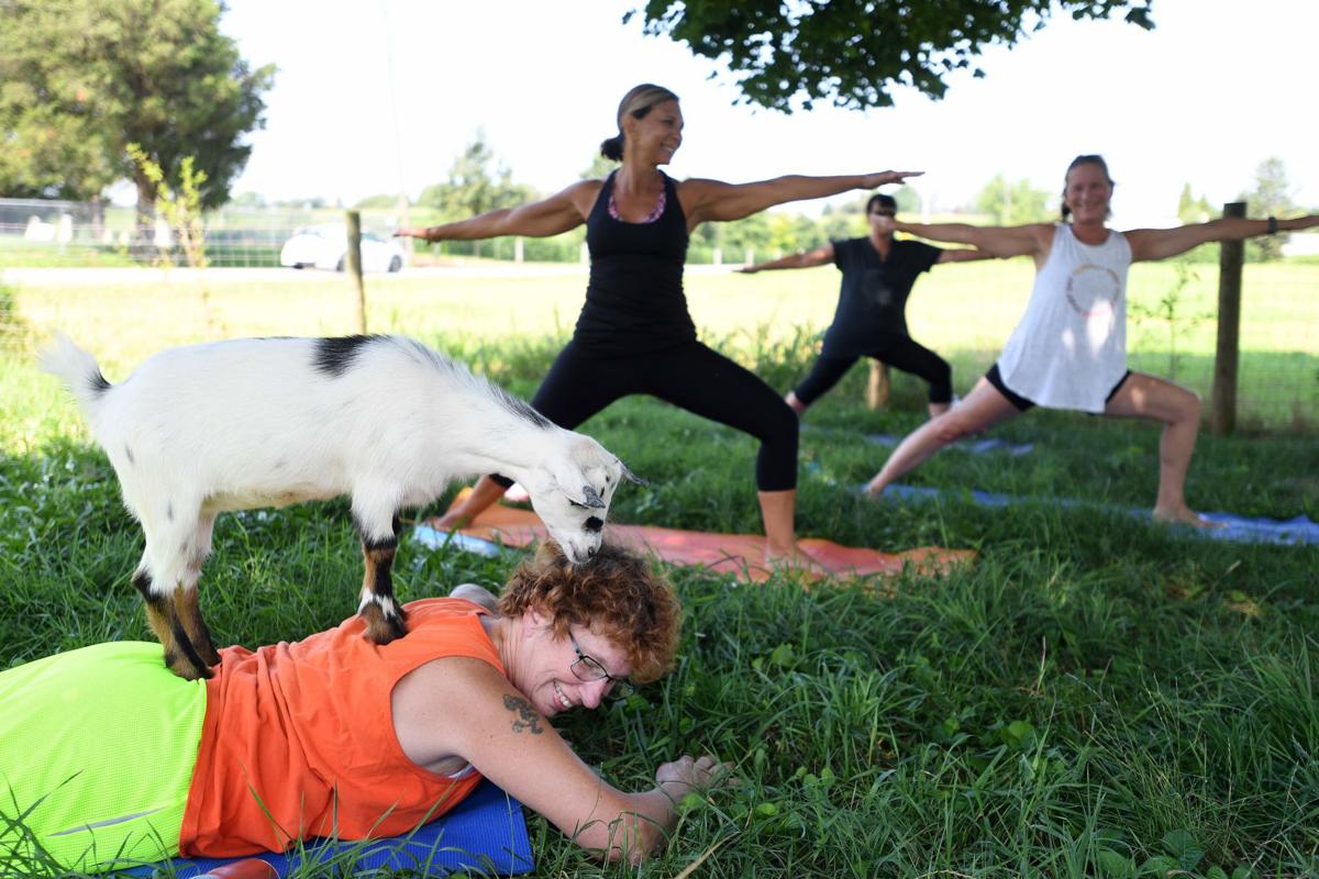 Yoga Moves Off The Mat With Aerial Yoga Goat Yoga Carlisle Cumberlink Com
