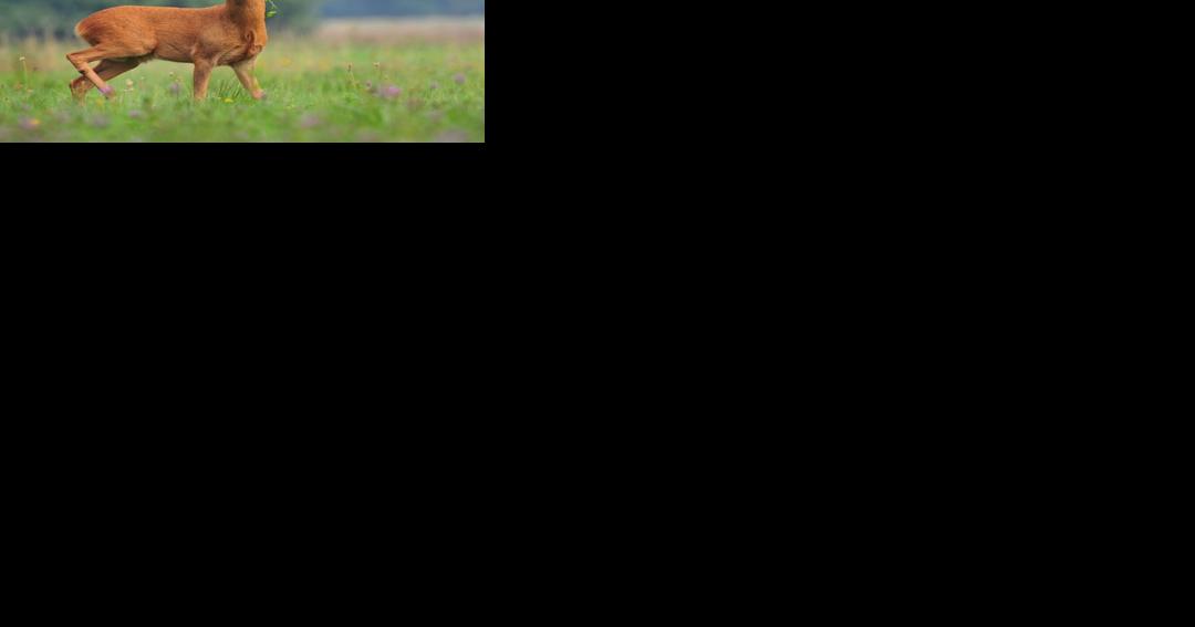 Chester County man who uses drones to help hunters recover deer carcasses will appeal verdict he violated laws - Vimarsana News