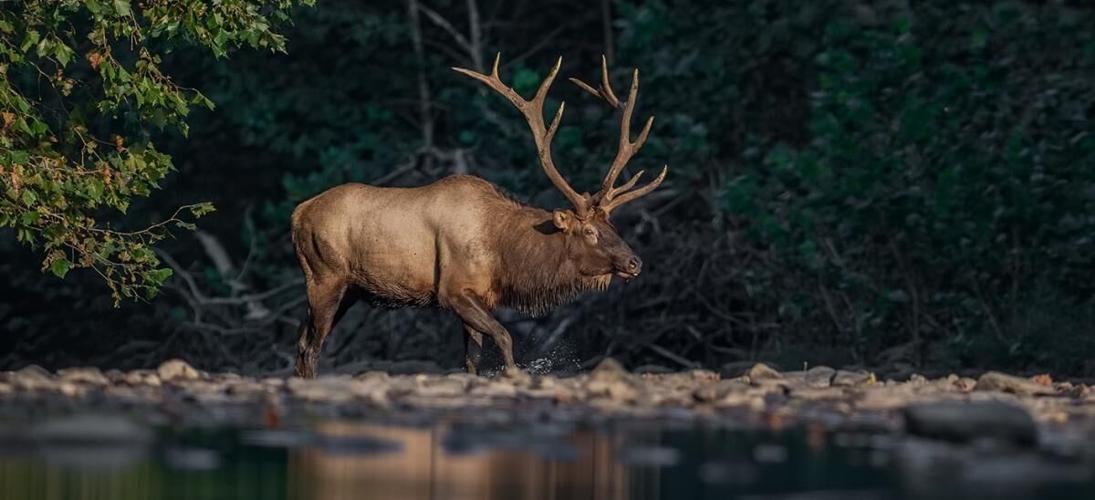 Best Places to See Elk in PA