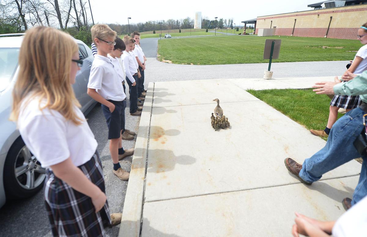 Baby Ducks