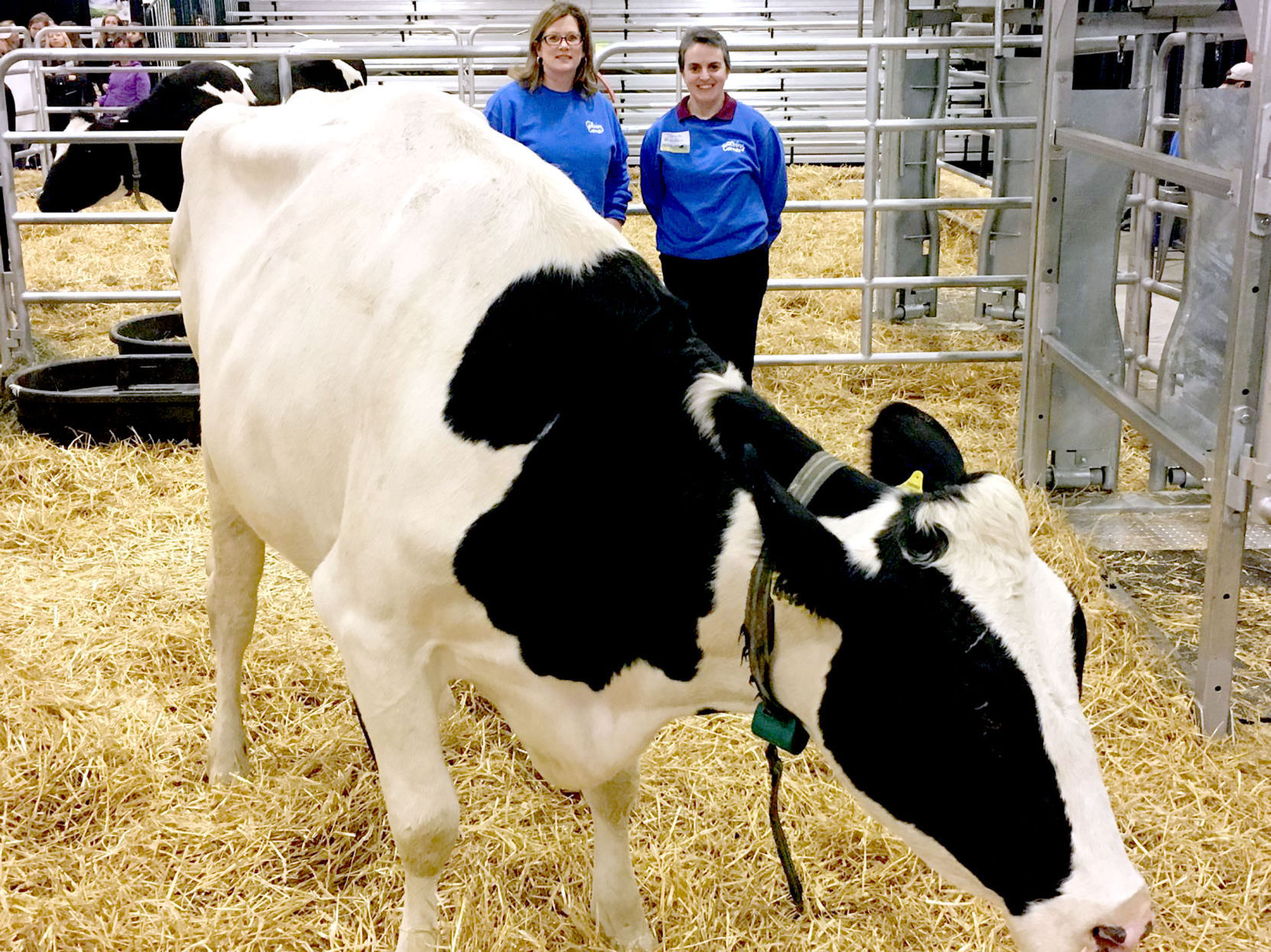 Calving Center Shows Cows' Birthing Process Daily At Farm Show ...