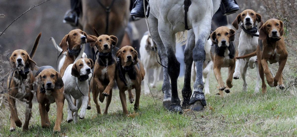 When The Horn Calls Fox Hunters Hounds And Horses Respond
