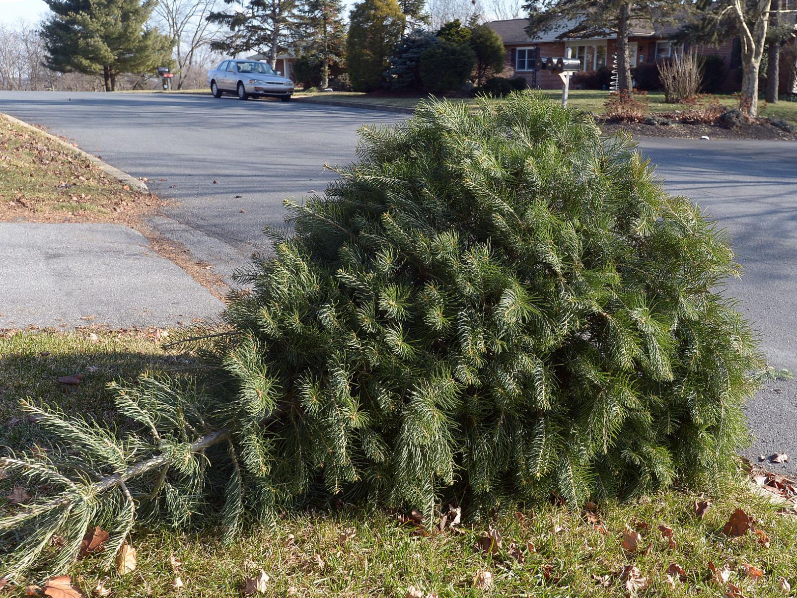 Christmas Tree Pick Up Schedule Across The County The Sentinel News Cumberlink Com Lower Township Trash Day Christmas 2021