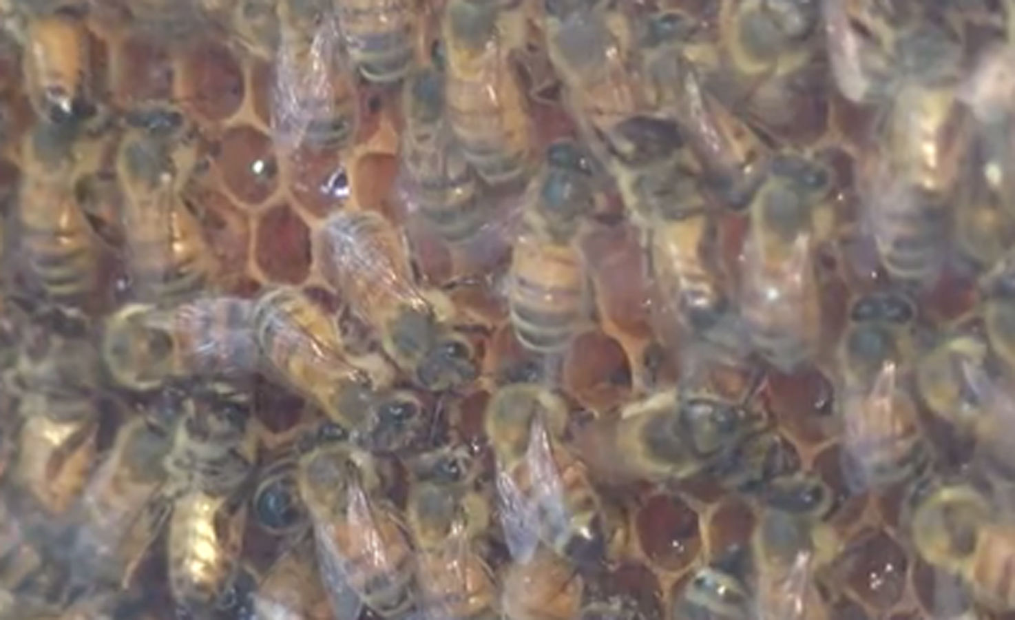 Beekeepers Emphasize Dire Situation For Pa. Honey Bees