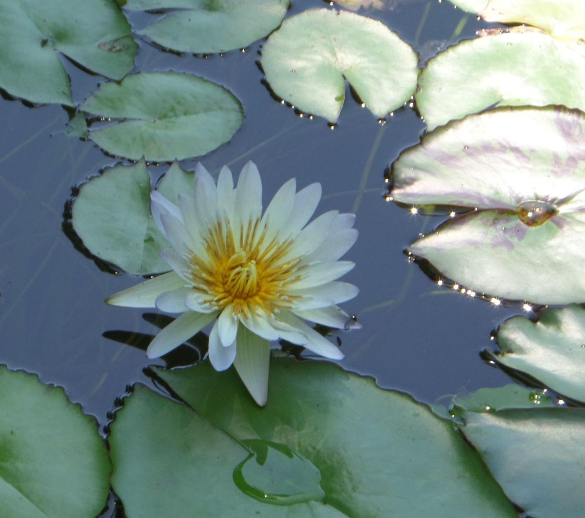 Flower Club Enjoys Scenery At Ladew Topiary Gardens The Sentinel News Cumberlink Com