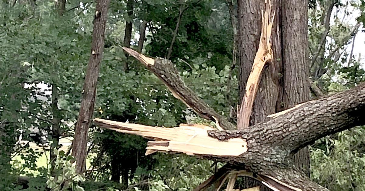 Tree Knocks Intense storm knocks out power, knocks down trees in Mount Holly ...