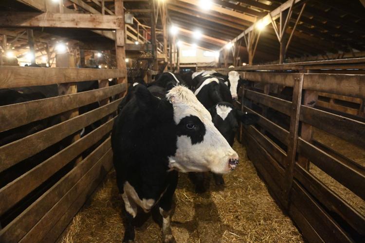 Carlisle Livestock Auction 3.JPG