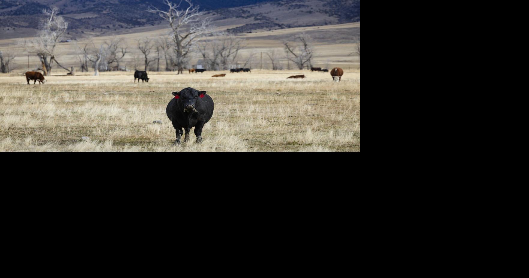 Montana ranchers urge public support for country of origin labeling