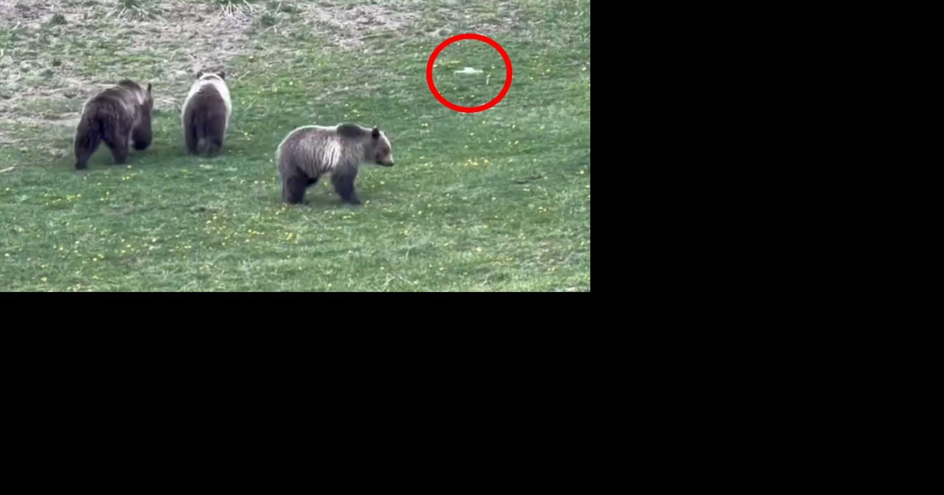 Man shoots video of illegal drone harassing grizzly and cubs In Yellowstone