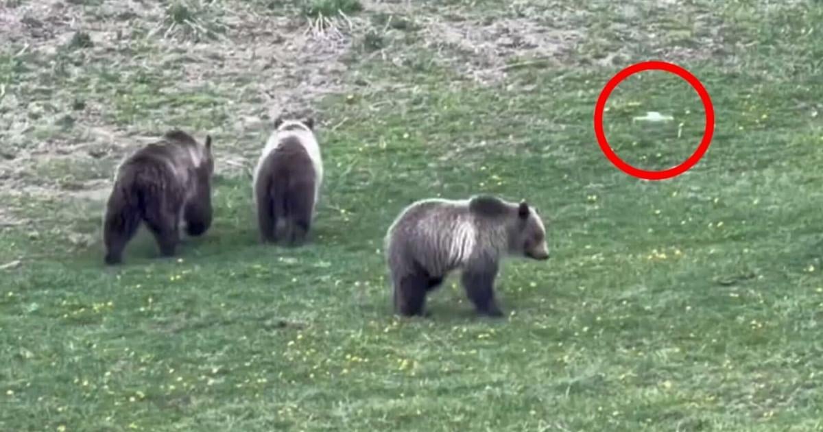 Man shoots video of illegal drone harassing grizzly and cubs In Yellowstone