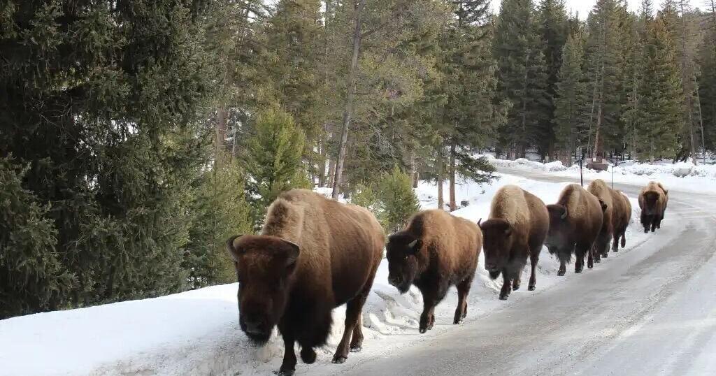Yellowstone bison