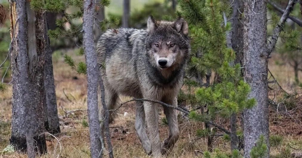 Marc Cooke & Helena Edelson: For $12, Montana allows theft of public resource with killing of wolves