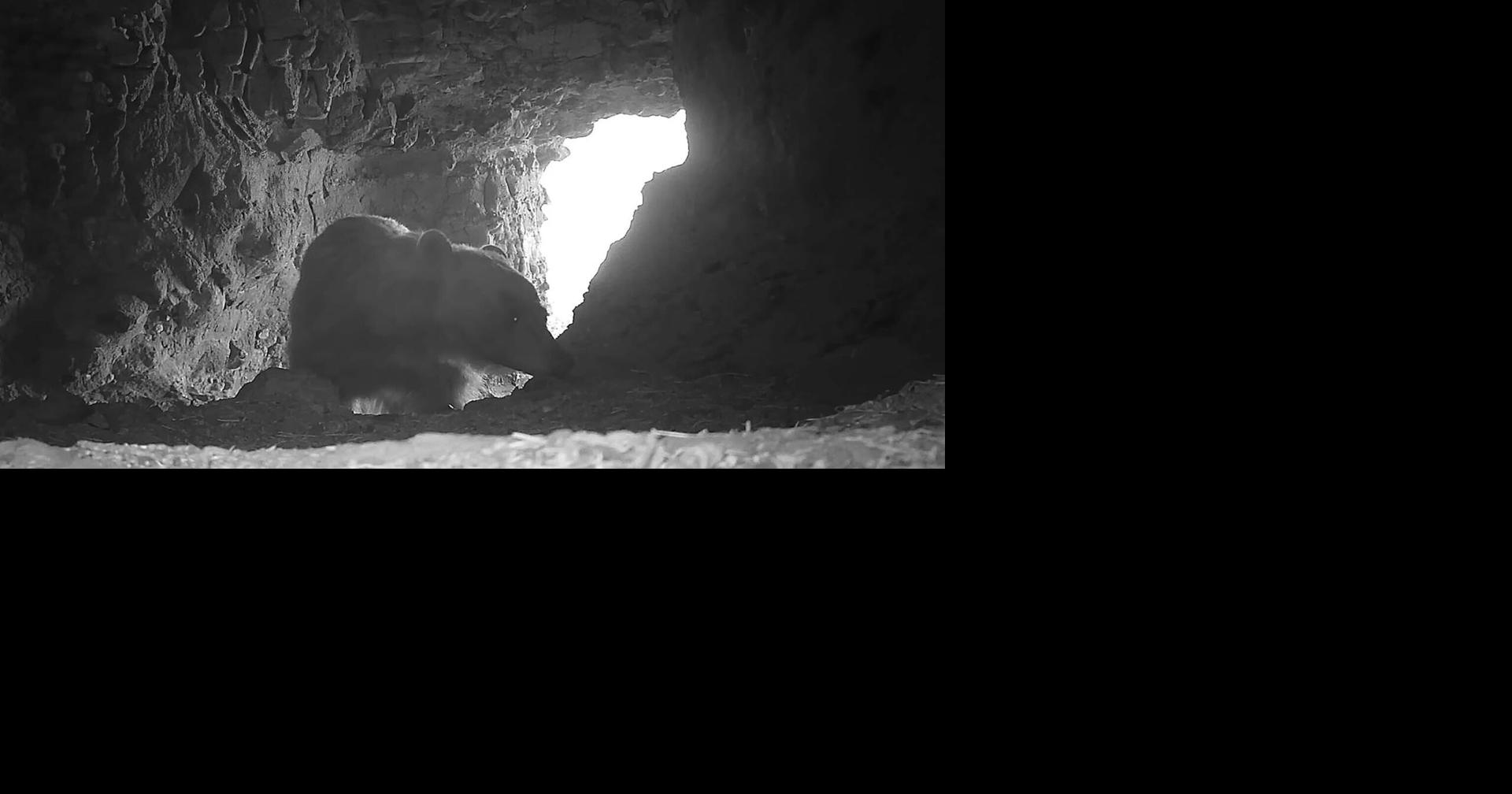 Picture this! Montana filmmaker forgets cameras In grizzly caves north of Yellowstone, captures decade of video