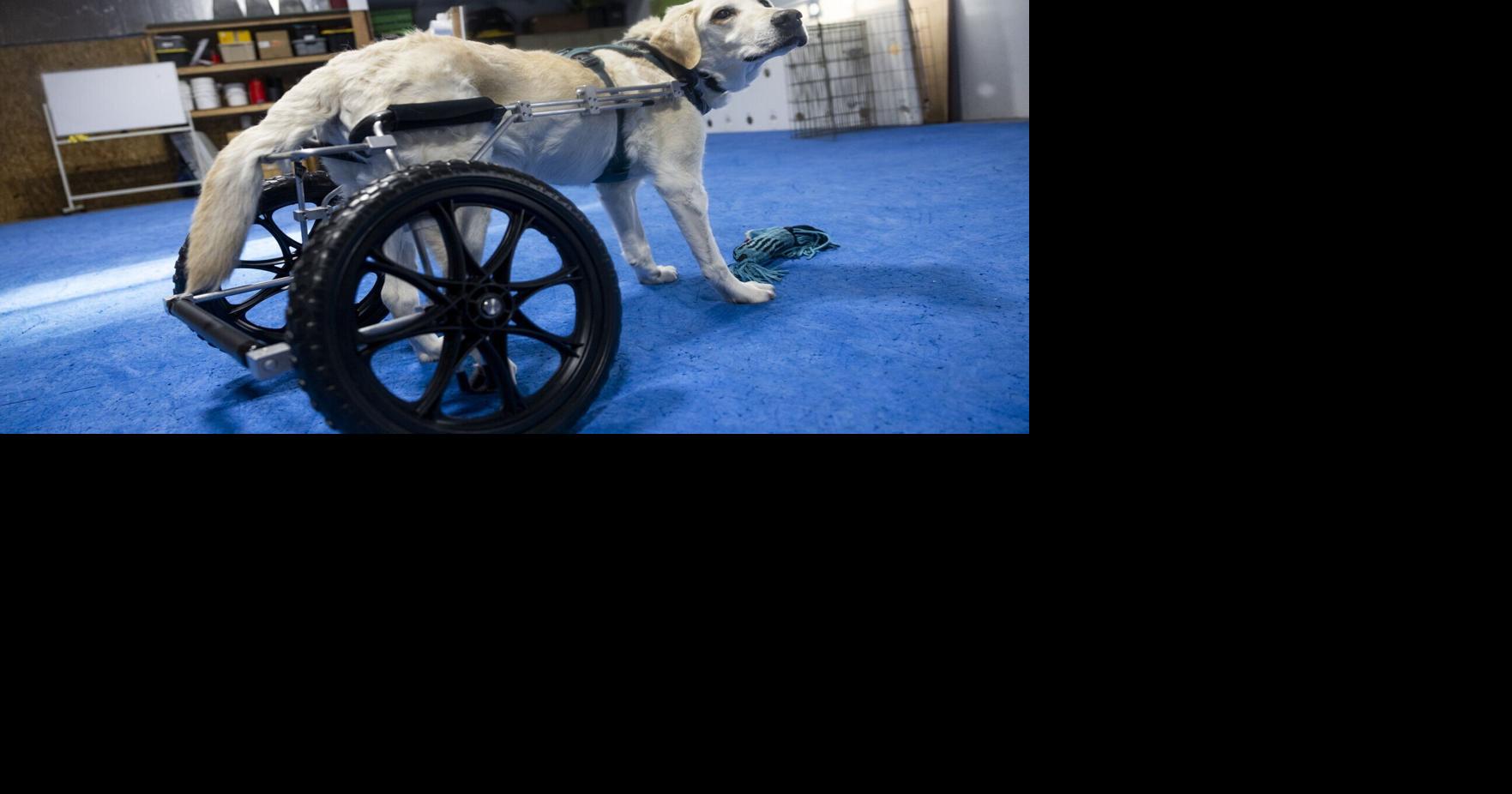 Missoula-area nonprofit trains rescued dogs to protect wildlife all over the globe