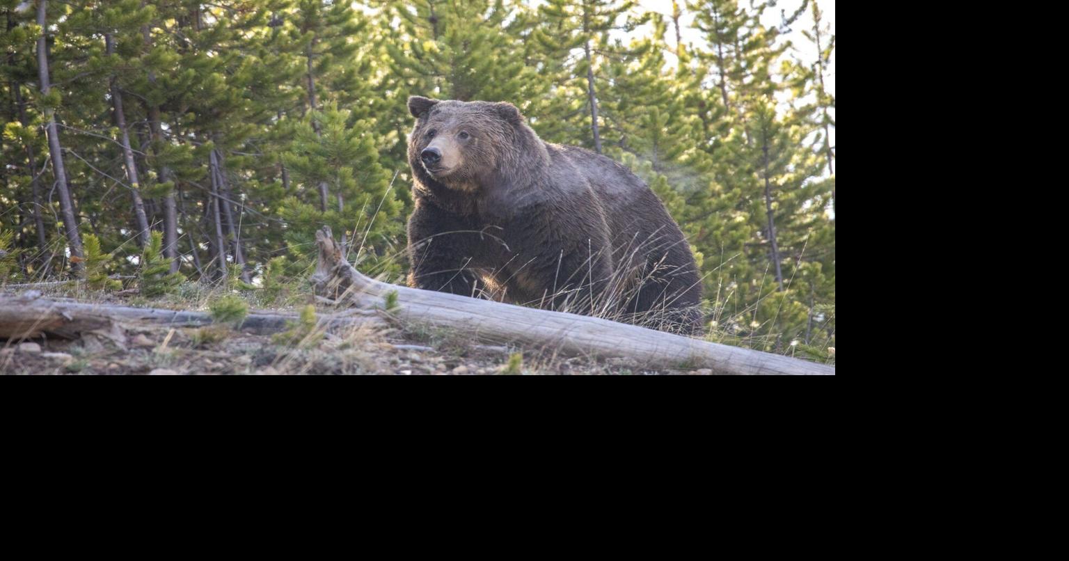 U.S. House committee, including Idaho Rep. Russ Fulcher, votes to delist grizzly bear