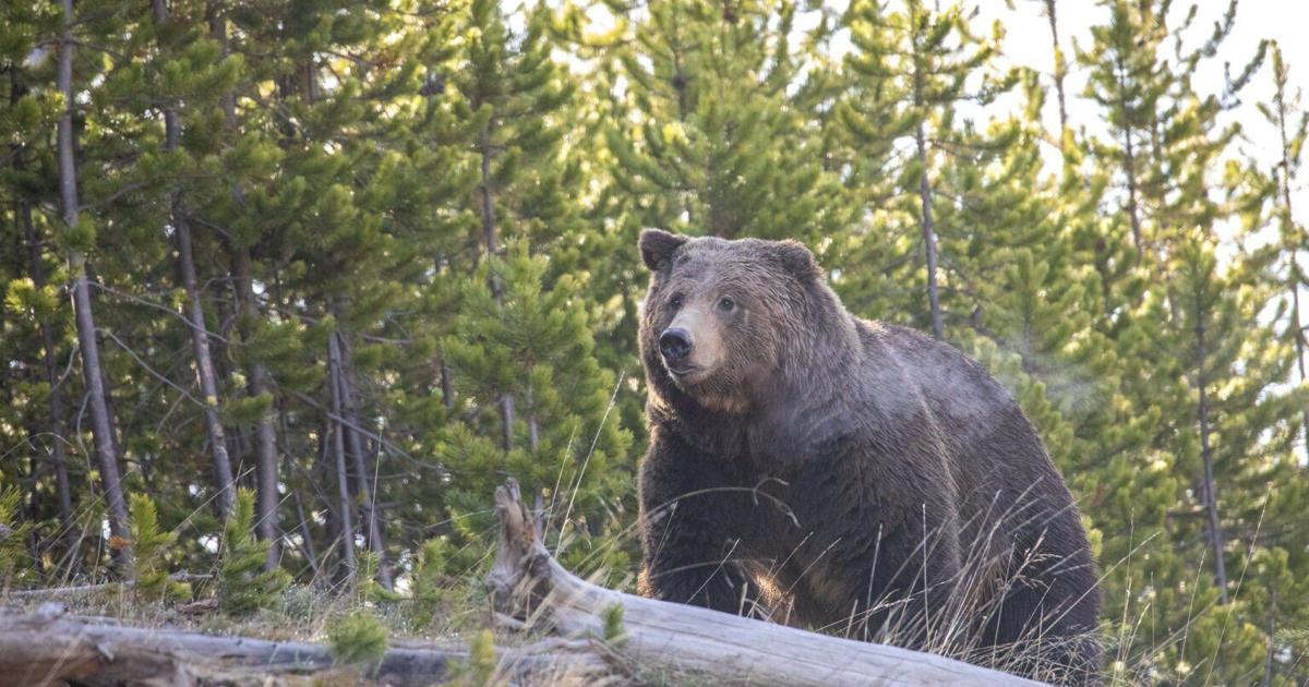 U.S. House committee, including Idaho Rep. Russ Fulcher, votes to delist grizzly bear