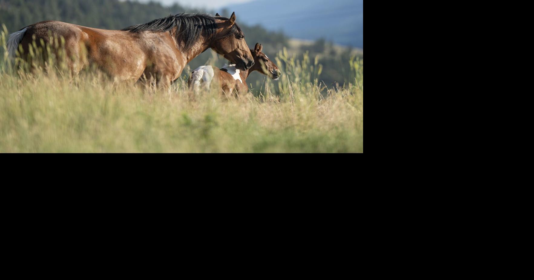 Missoula County adopts plan to manage Miller Creek feral horses