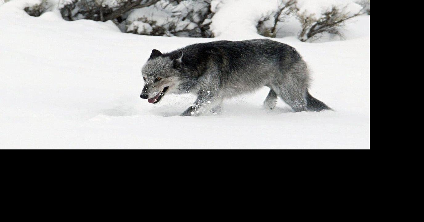Commission sets wolf quota at 452 for upcoming season, with specific limit for SW Montana