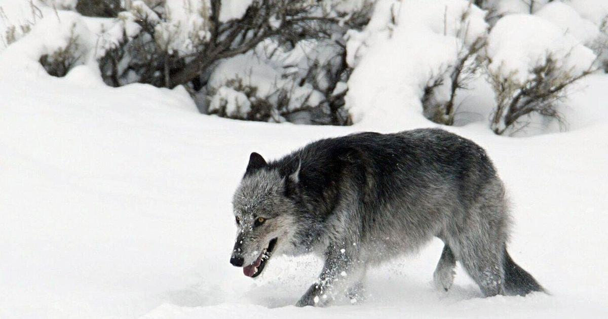 Commission sets wolf quota at 452 for upcoming season, with specific limit for SW Montana