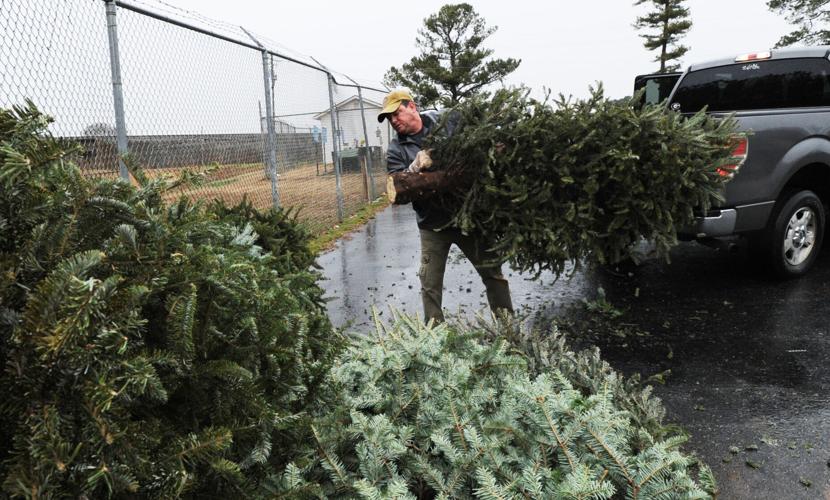 Christmas tree recycling assists fish habitat project Features