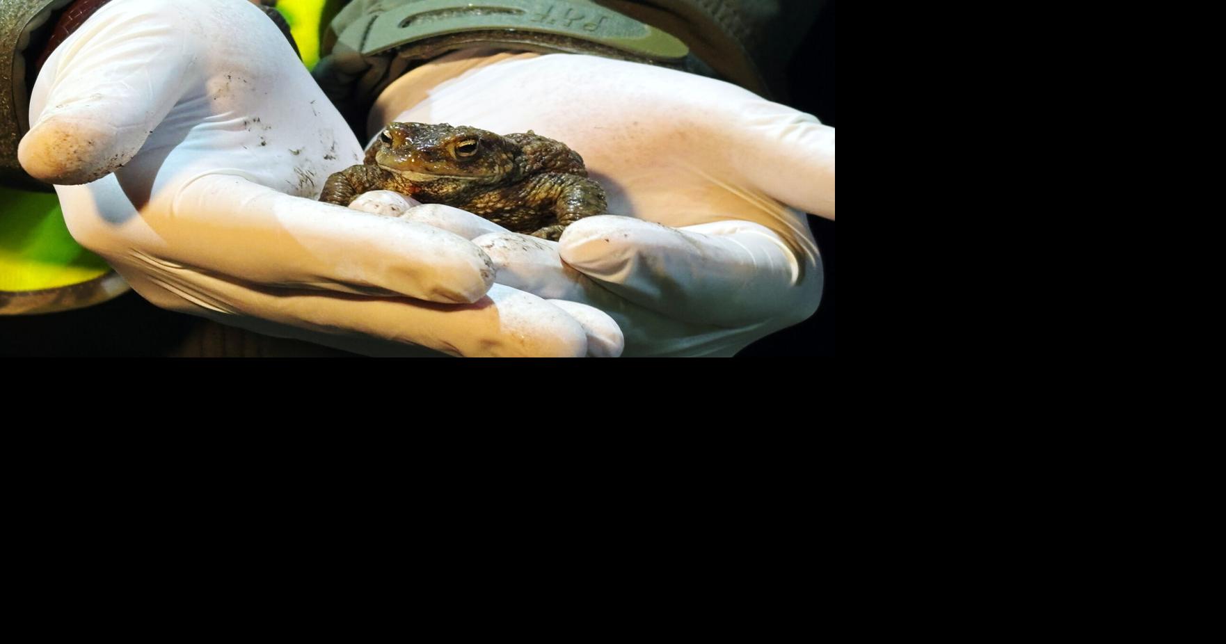 Citizen 'Frog Patrol' protect dangerous amphibian journey | Features ...