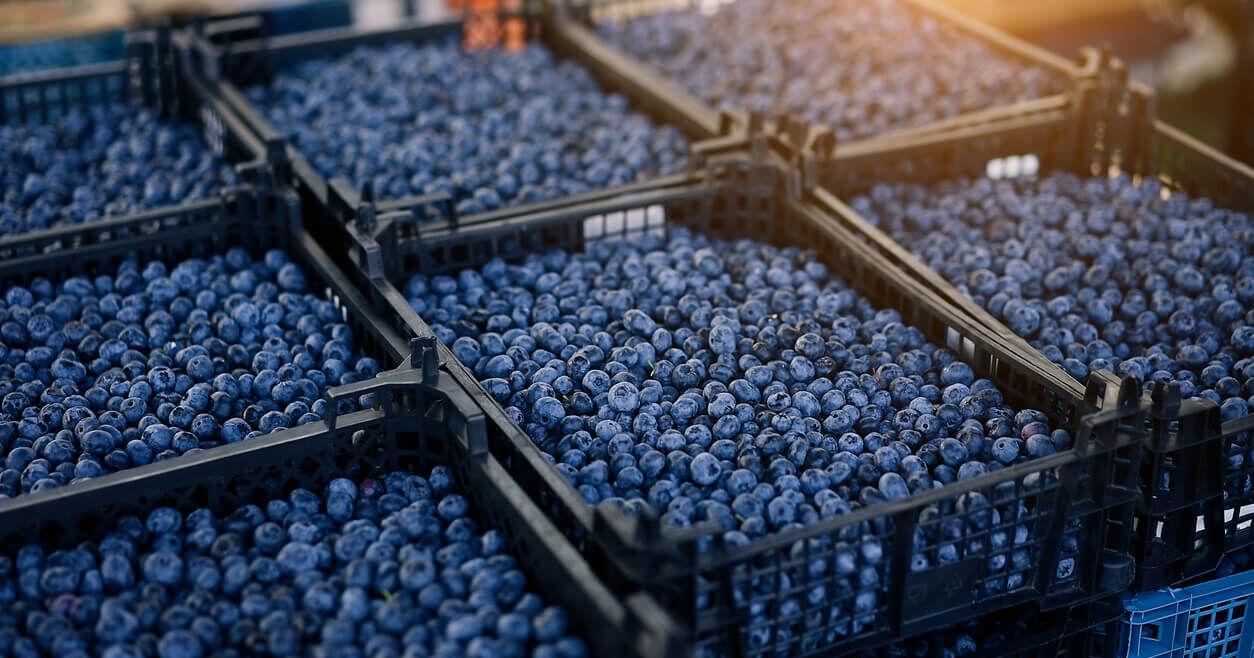 Ag innovation center to bring farmers from fresh to value-added markets - Vimarsana News