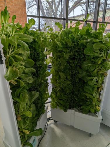 BCSS earns grant for hydroponic growing system | News | daily-tribune.com
