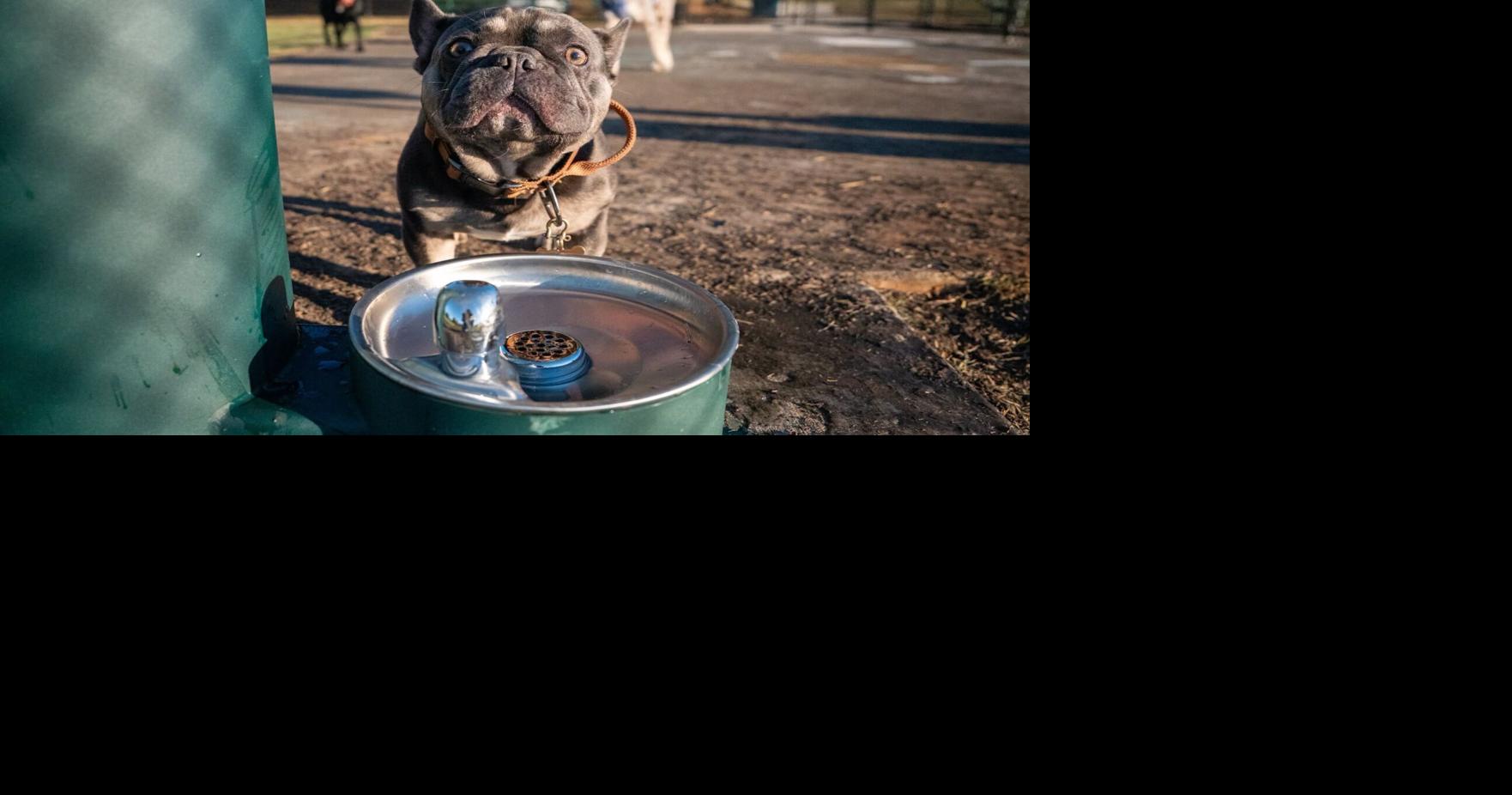 Carefree canines: City of Cartersville opens pair of dog parks